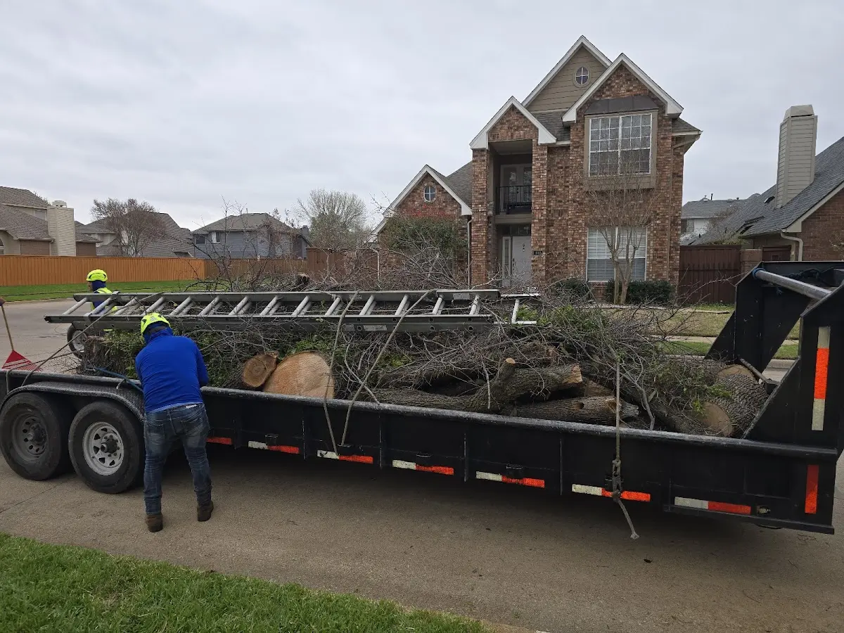 Expert Tree Fertilization with proper safety equipment in Ashton
